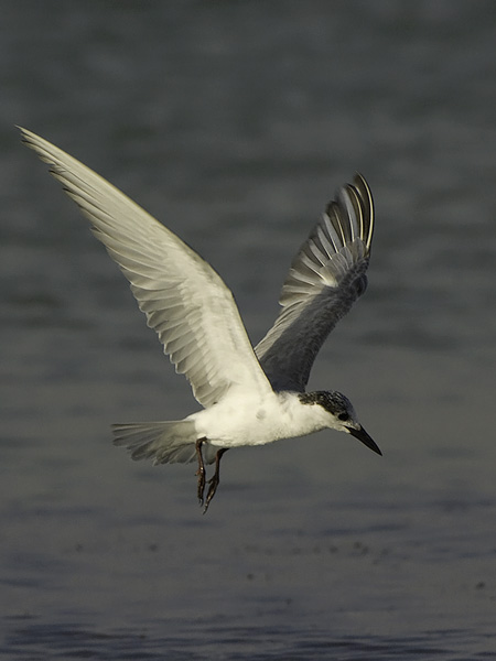 Valkoposkitiira, Whiskered Tern, Chlidonias hybrida